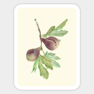 figs Sticker